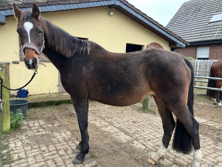 KWPN Merrie 20 Jaar 162 cm Donkerbruin in Kranenburg