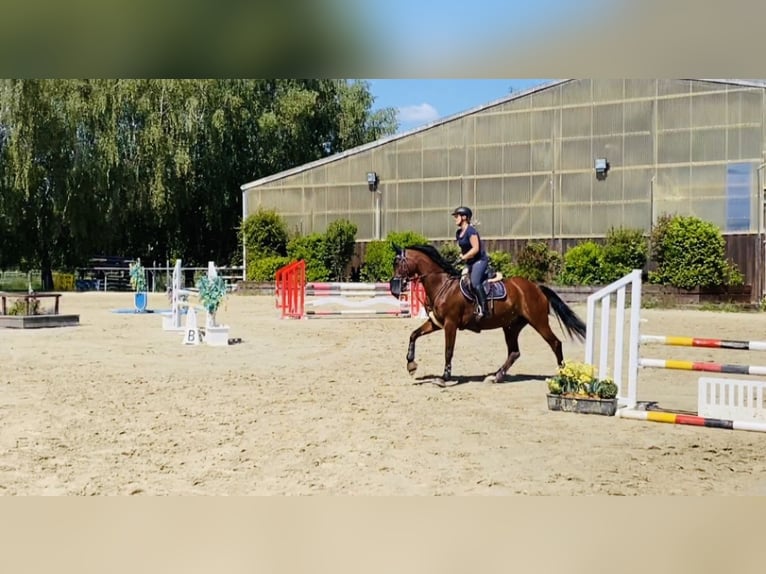 KWPN Merrie 20 Jaar 164 cm Donkerbruin in Idstein