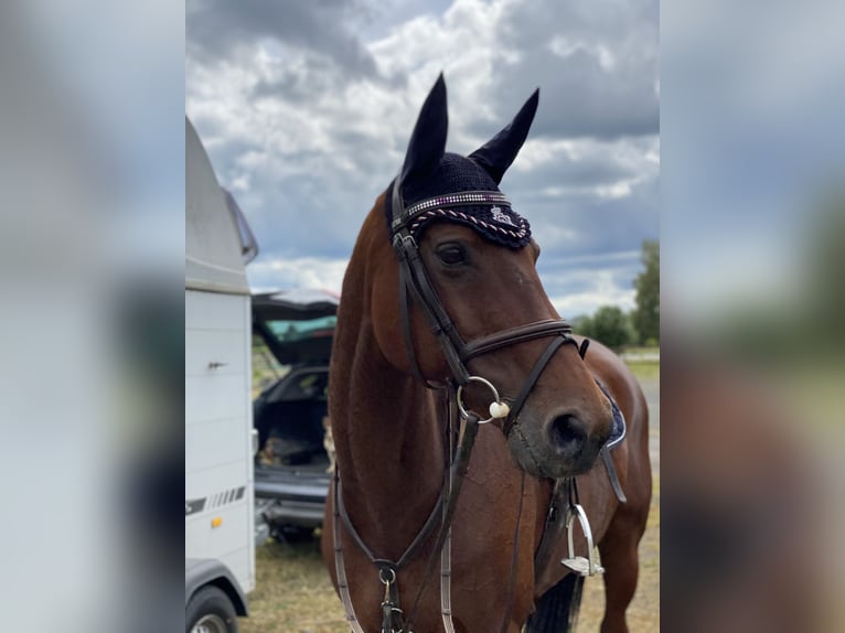 KWPN Merrie 20 Jaar 164 cm Donkerbruin in Idstein