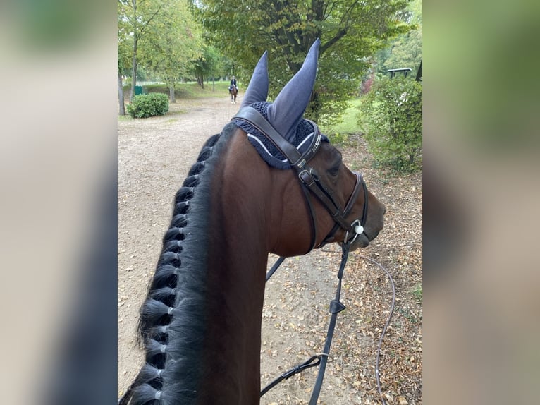 KWPN Merrie 20 Jaar 164 cm Donkerbruin in Idstein