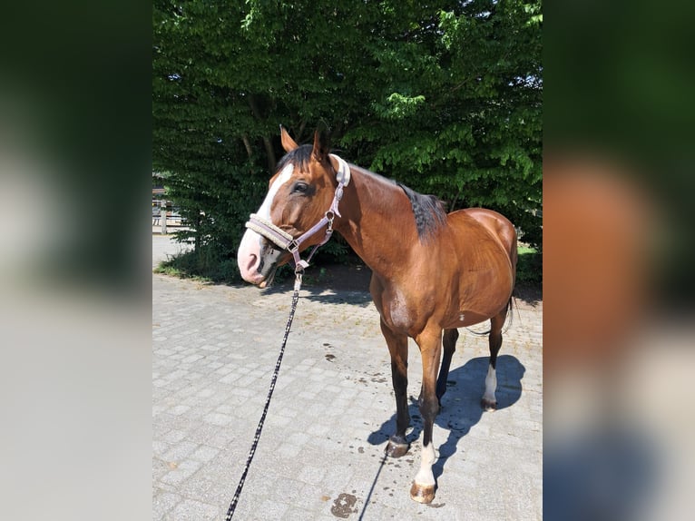 KWPN Merrie 20 Jaar 168 cm Bruin in Reutte