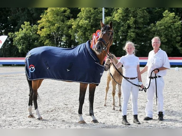 KWPN Merrie 20 Jaar 170 cm Bruin in Nistelrode