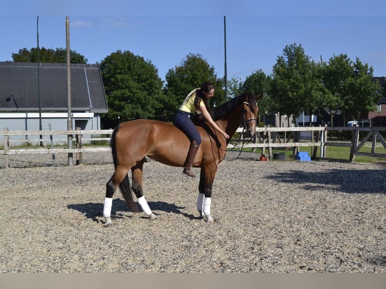 KWPN Merrie 20 Jaar 170 cm Bruin in Nistelrode