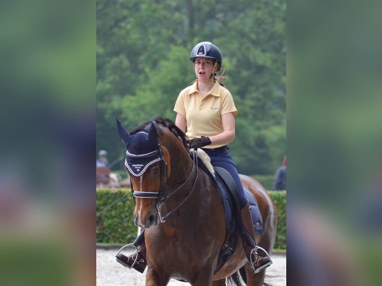 KWPN Merrie 20 Jaar 170 cm Bruin in Nistelrode