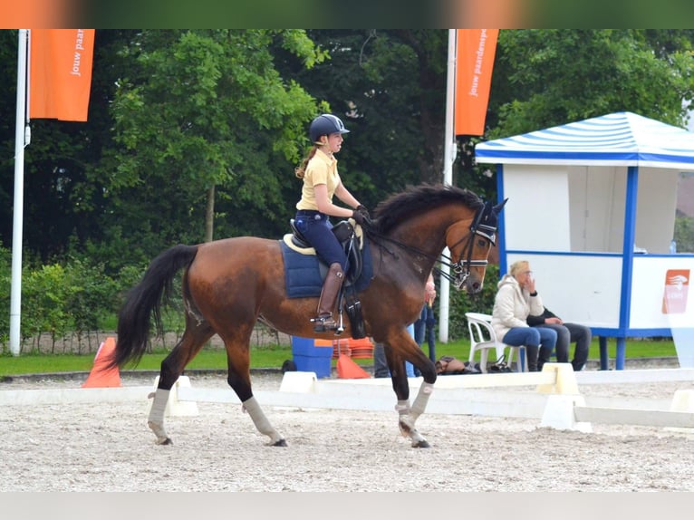 KWPN Merrie 20 Jaar 170 cm Bruin in Nistelrode