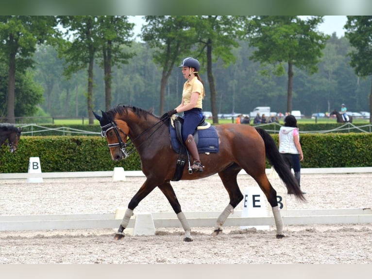 KWPN Merrie 20 Jaar 170 cm Bruin in Nistelrode