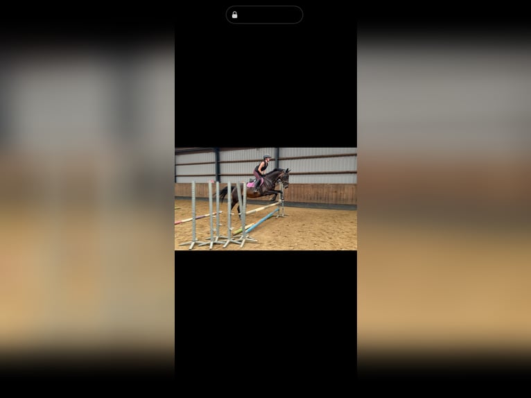 KWPN Merrie 20 Jaar 170 cm Donkerbruin in Nijverdal