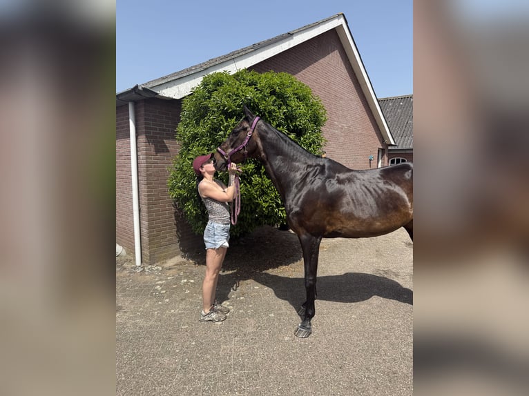 KWPN Merrie 20 Jaar 170 cm Donkerbruin in Nijverdal