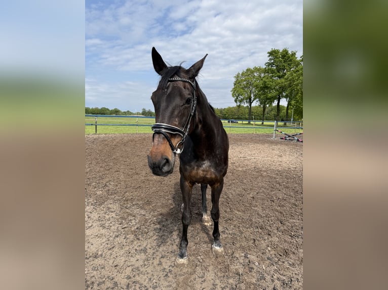 KWPN Merrie 20 Jaar 170 cm Donkerbruin in Nijverdal