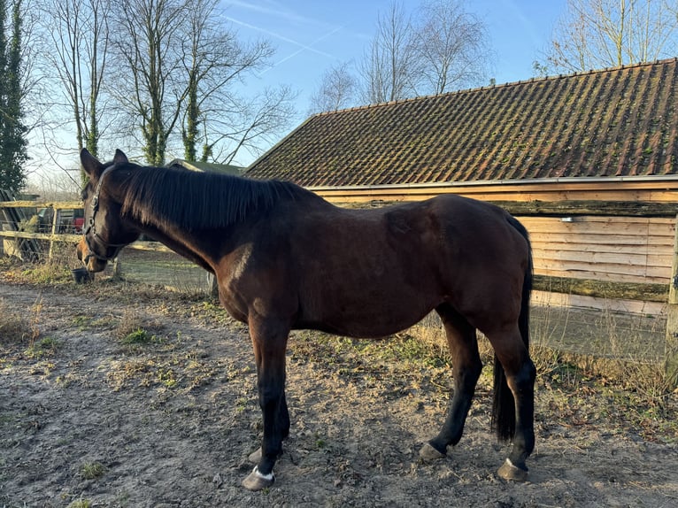 KWPN Merrie 20 Jaar 175 cm Bruin in Barneveld