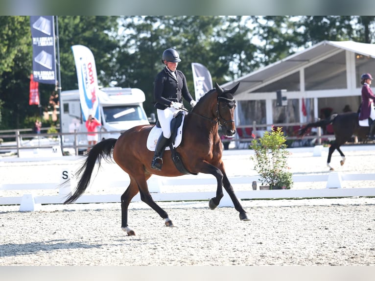 KWPN Merrie 21 Jaar 172 cm Bruin in Ommen