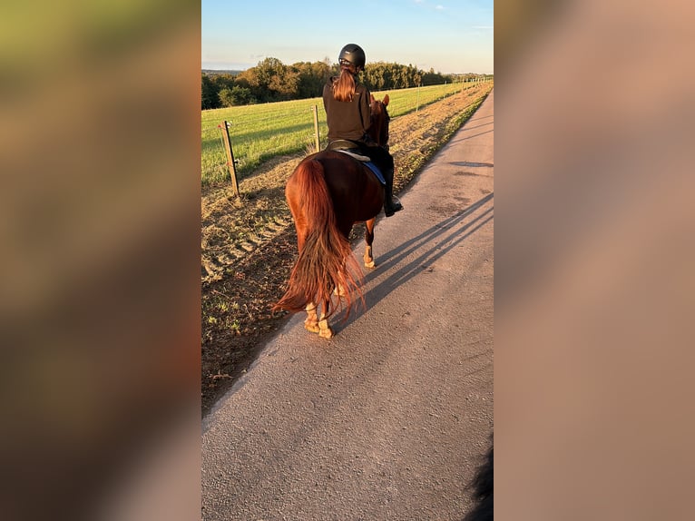 KWPN Mix Merrie 22 Jaar 163 cm Donkere-vos in Homburg