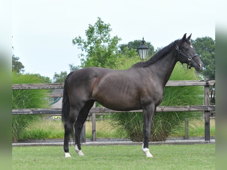 KWPN Merrie 23 Jaar 165 cm Zwart in Lunteren