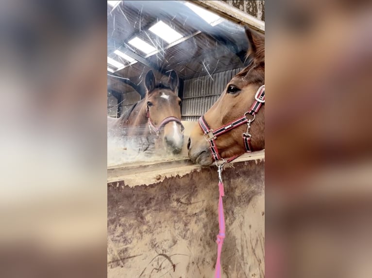 KWPN Merrie 25 Jaar 165 cm Zwartbruin in Zwolle