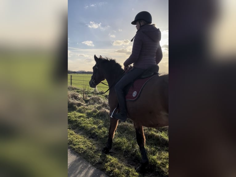 KWPN Merrie 25 Jaar 165 cm Zwartbruin in Zwolle