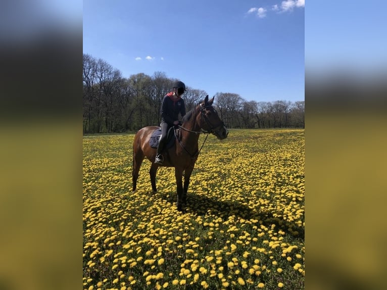 KWPN Merrie 25 Jaar 165 cm Zwartbruin in Zwolle