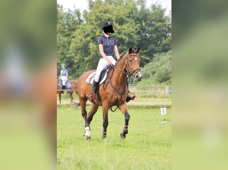 KWPN Merrie 25 Jaar 165 cm Zwartbruin in Zwolle