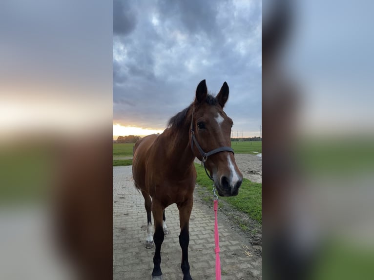 KWPN Merrie 25 Jaar 165 cm Zwartbruin in Zwolle