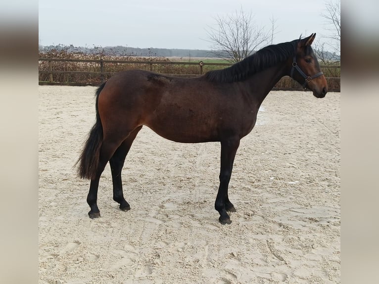 KWPN Merrie 2 Jaar 150 cm Bruin in Elsloo