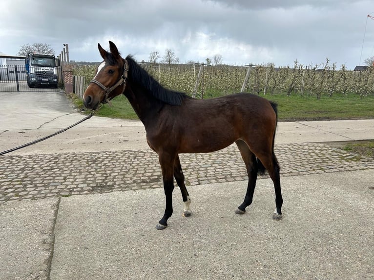 KWPN Merrie 2 Jaar 150 cm Bruin in Kortenaken