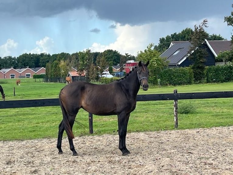 KWPN Merrie 2 Jaar 151 cm Zwartbruin in Putten