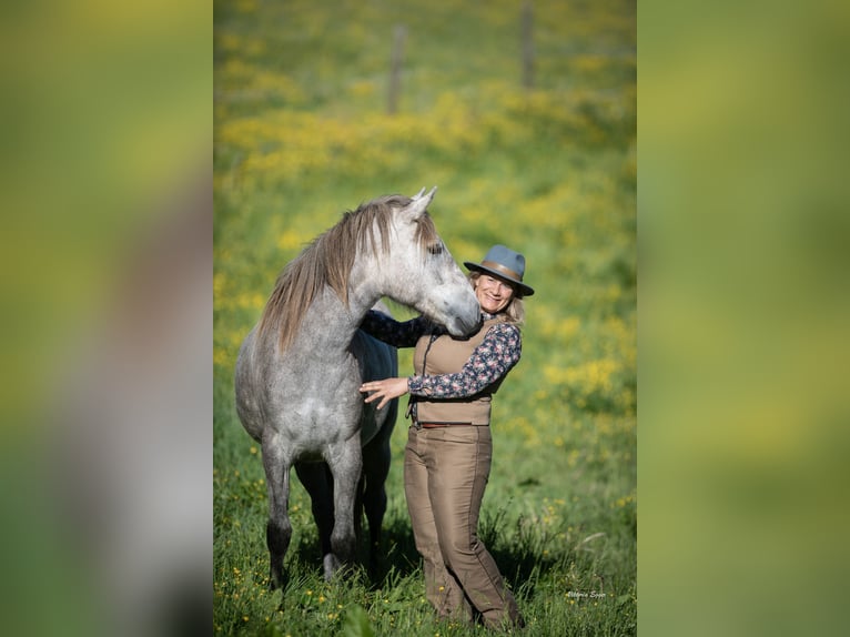 KWPN Merrie 2 Jaar 152 cm Schimmel in Scheffau am Wilden Kaiser