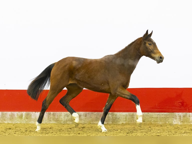 KWPN Merrie 2 Jaar 155 cm  in Waddinxveen