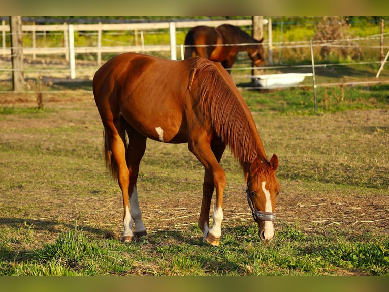 KWPN Merrie 2 Jaar 155 cm Vos in Drwalew