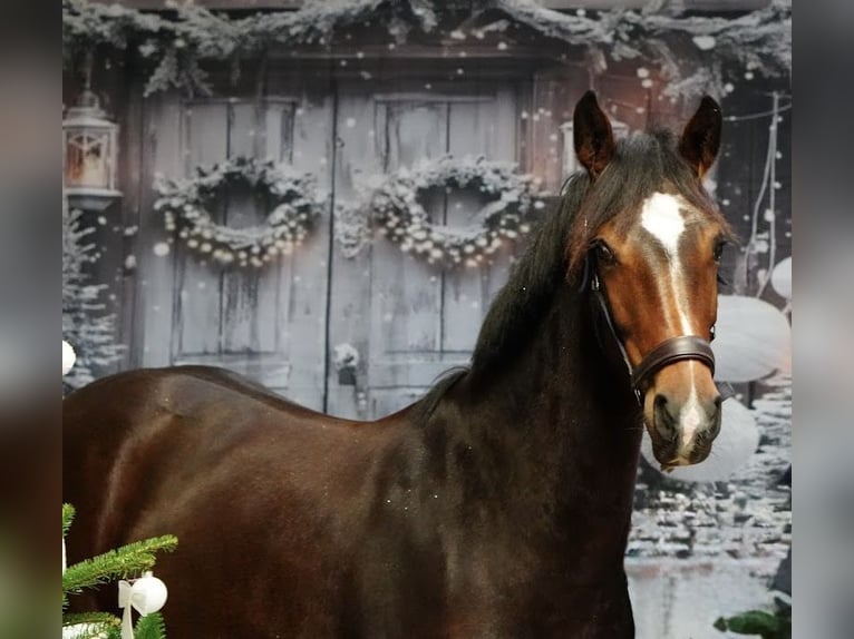 KWPN Merrie 2 Jaar 160 cm Donkerbruin in Woerden