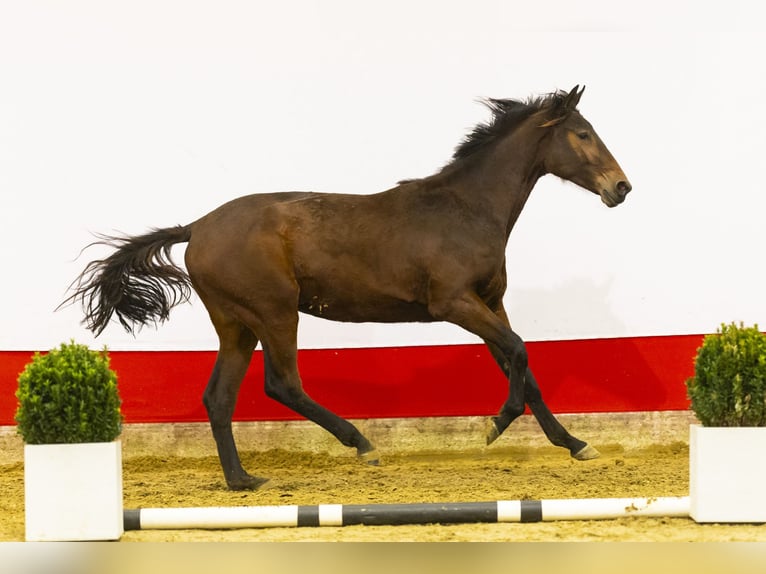 KWPN Merrie 2 Jaar 161 cm Bruin in Waddinxveen