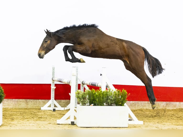 KWPN Merrie 2 Jaar 161 cm Bruin in Waddinxveen