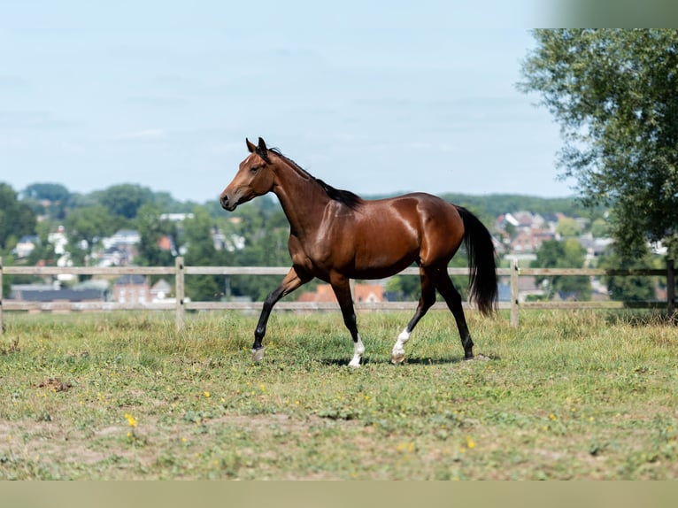 KWPN Merrie 2 Jaar 161 cm Donkerbruin in Lierde