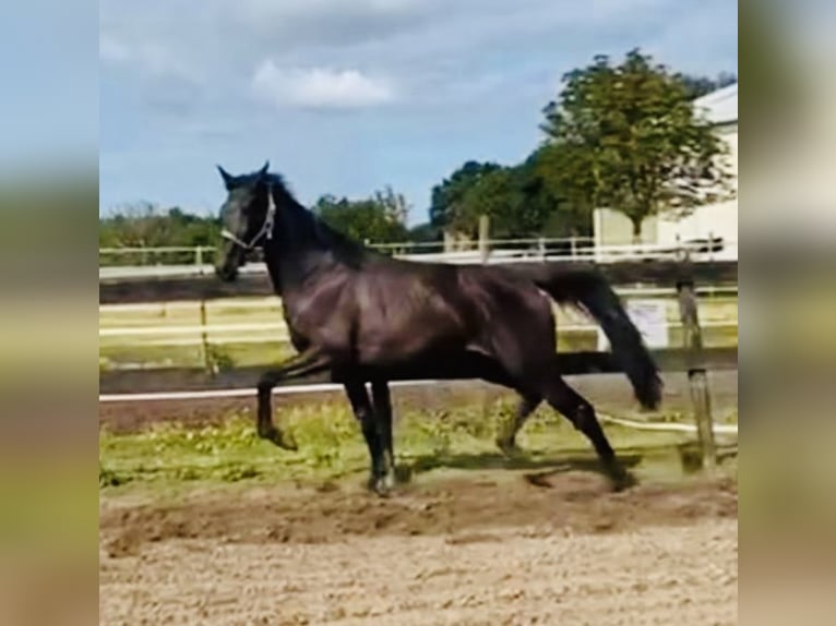 KWPN Merrie 2 Jaar 161 cm Zwartbruin in Middelburg