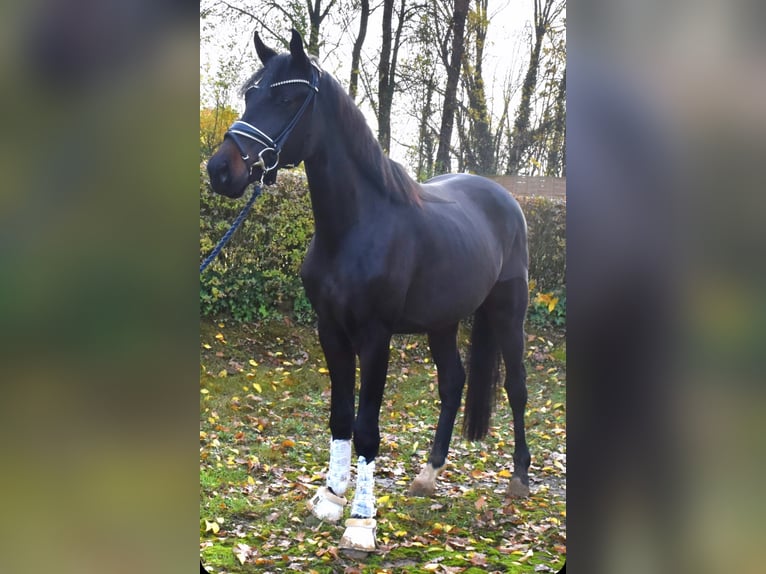 KWPN Merrie 2 Jaar 162 cm Bruin in Neuss