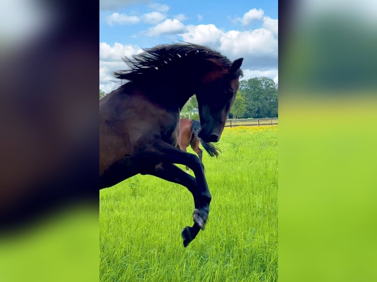 KWPN Merrie 2 Jaar 162 cm Donkerbruin in Veghel