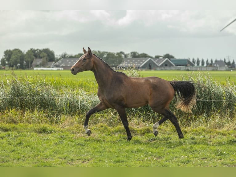 KWPN Merrie 2 Jaar 163 cm Bruin in Aldeboarn