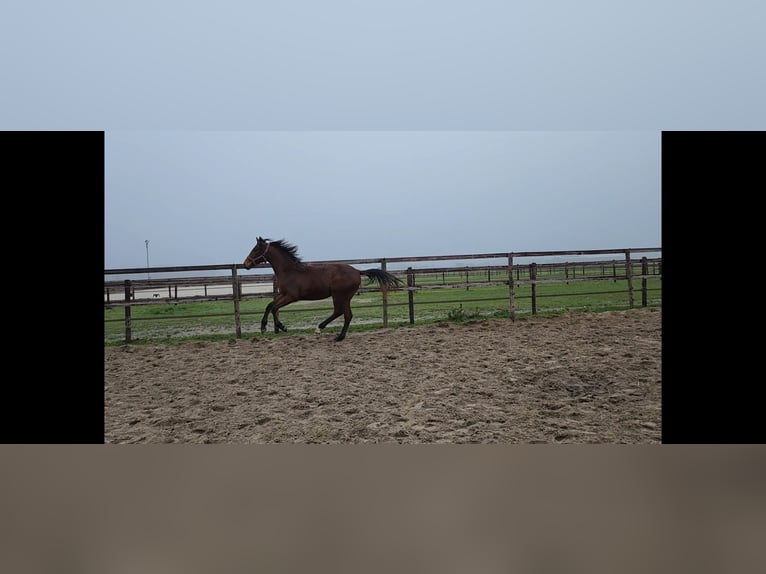 KWPN Merrie 2 Jaar 164 cm Bruin in Andijk