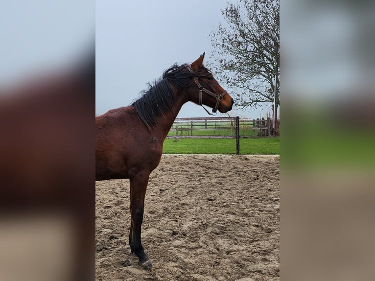 KWPN Merrie 2 Jaar 164 cm Bruin in Andijk