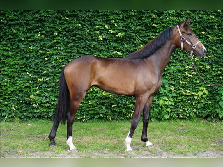 KWPN Merrie 2 Jaar 164 cm Zwartbruin in Belsele