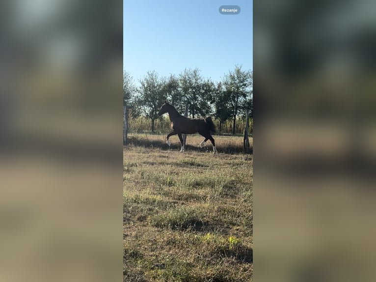 KWPN Merrie 2 Jaar 165 cm Bruin in Novi Perkovci, Đakovo