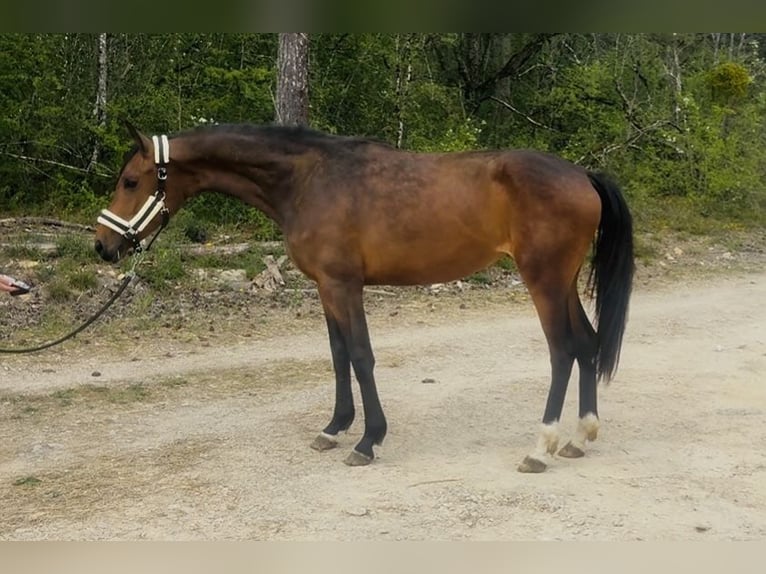 KWPN Merrie 2 Jaar 165 cm Bruin in Messigny-et-Vantoux