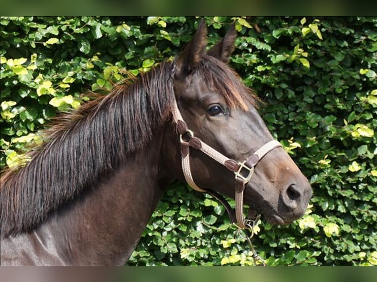 KWPN Merrie 2 Jaar 165 cm Donkerbruin in Belsele