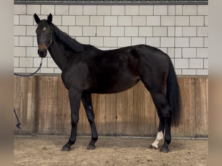 KWPN Merrie 2 Jaar 165 cm Zwartbruin in Oud Gastel