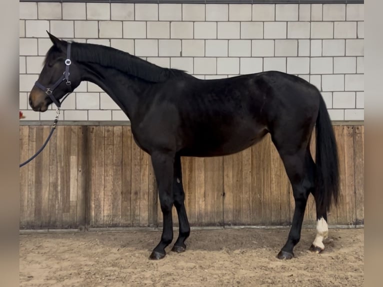 KWPN Merrie 2 Jaar 165 cm Zwartbruin in Oud Gastel