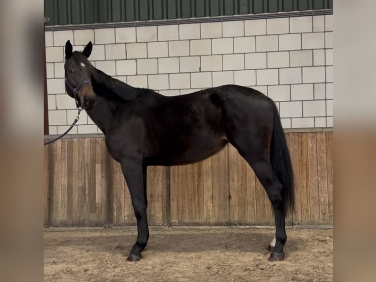 KWPN Merrie 2 Jaar 165 cm Zwartbruin in Oud Gastel