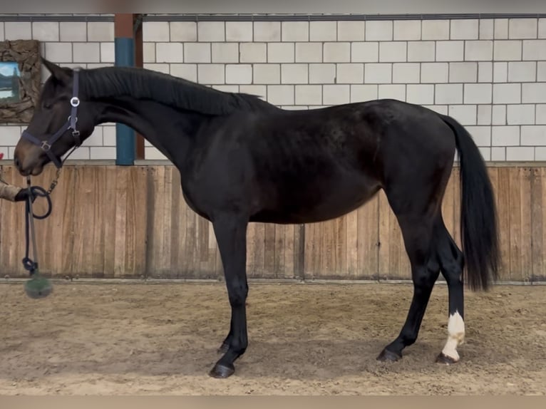 KWPN Merrie 2 Jaar 165 cm Zwartbruin in Oud Gastel