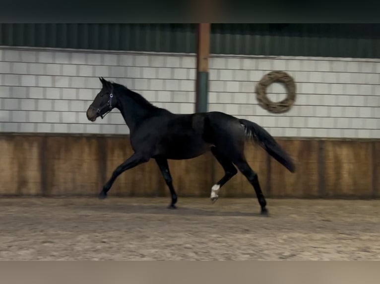 KWPN Merrie 2 Jaar 165 cm Zwartbruin in Oud Gastel