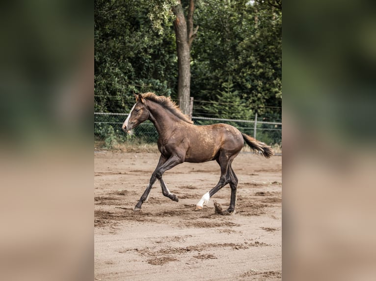 KWPN Merrie 2 Jaar 166 cm Donkerbruin in Maasbree