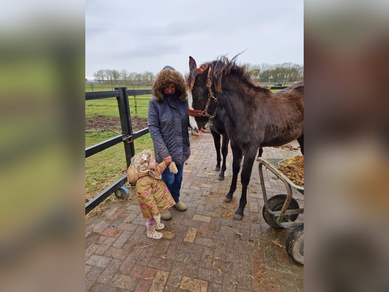 KWPN Merrie 2 Jaar 166 cm Donkerbruin in Maasbree