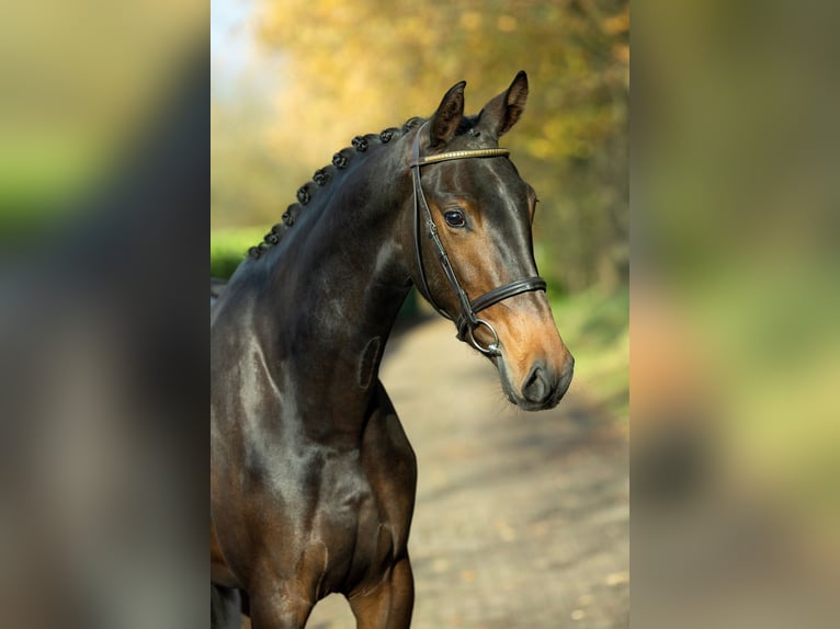 KWPN Merrie 2 Jaar 167 cm Bruin in Hoeven